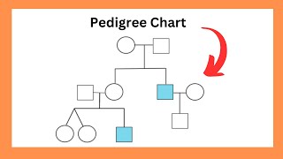Pedigree Chart Introduction