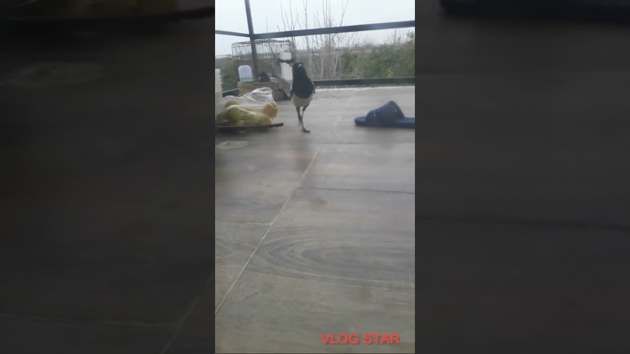 Crow          کلاغ زاغی