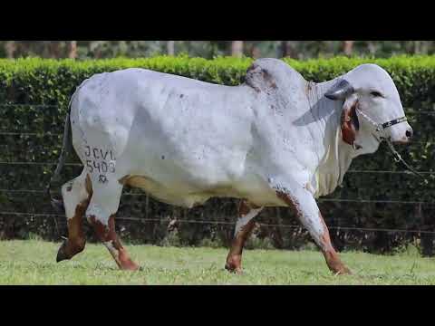 LOTE 10   MORATA FIV CABO VERDE JCVL5403