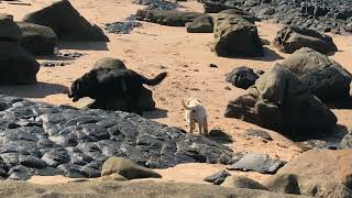Labrador puppy joins the big dogs to the beach by The Dogs World 57 views 10 days ago 1 minute, 51 seconds