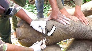 Heartwarming! Abscess popped from the elephant&#39;s leg while suffering from injury in the jaw