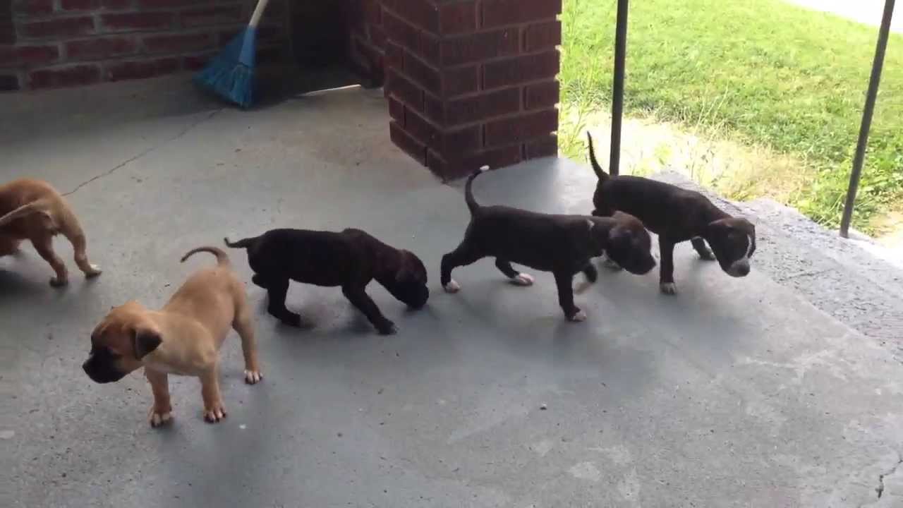 cane corso pitbull puppy