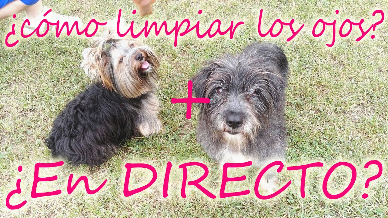 como curar infeccion de ojos de un perro