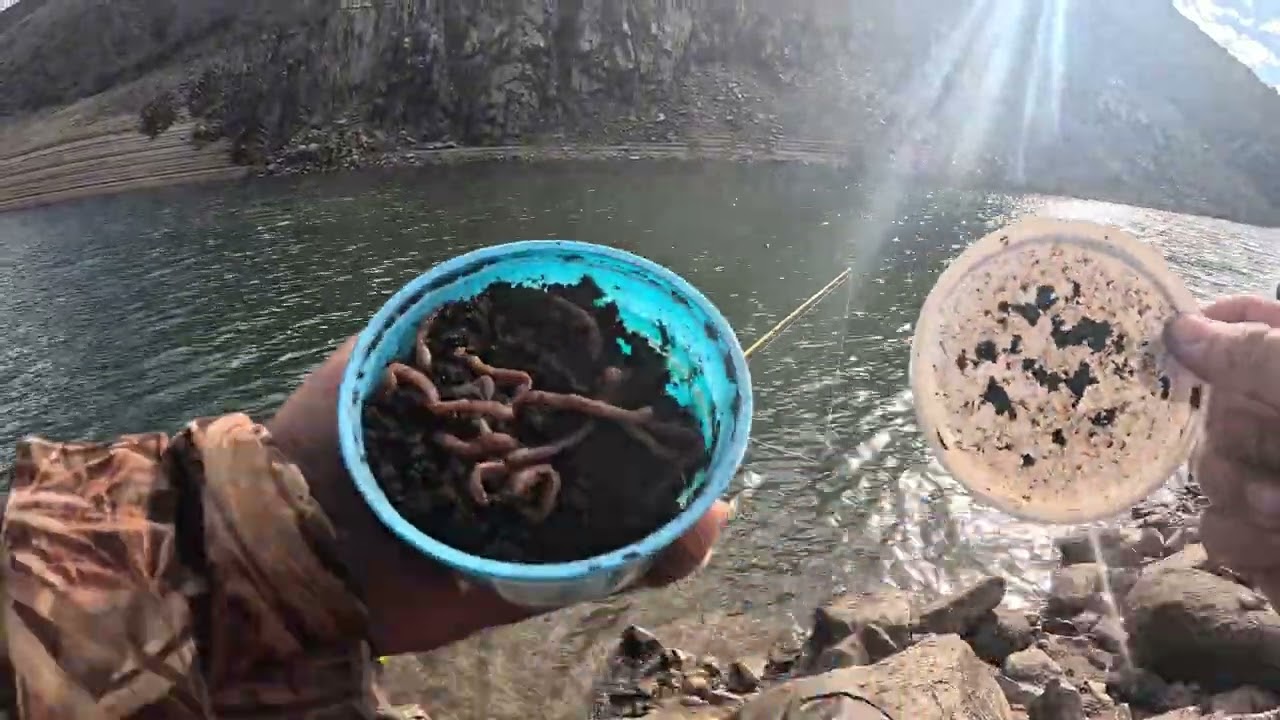 Trout Naver let you down