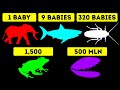 Which Animal Has the Most Babies at Once