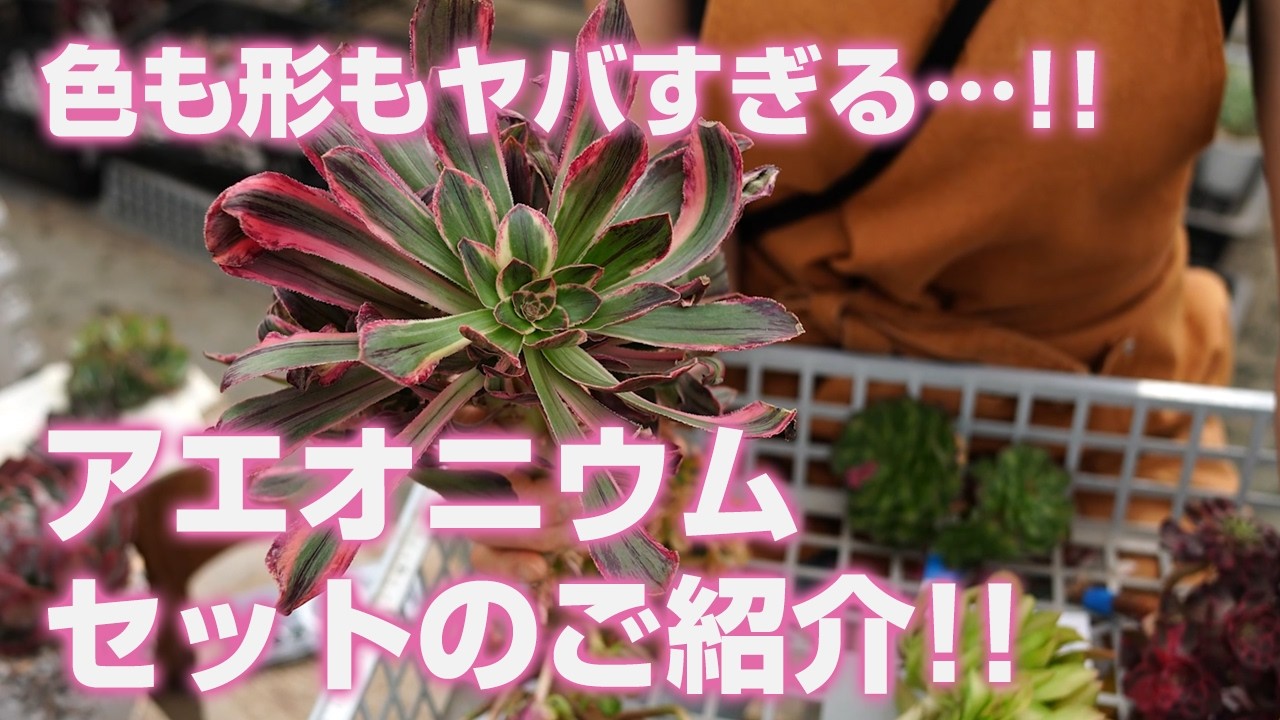 Succulents] The colors and shapes are amazing!! Choose your