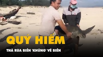 Hai người ì ạch khiêng con rùa biển 