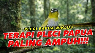 Terapi Pleci Papua Wiklus – Bikin Cepat Ngerol