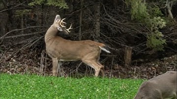 How To Create The Perfect Food Plot