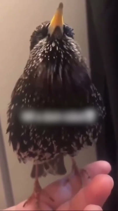European Starling Sounds Like A Robot 😲