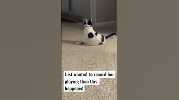 Baby was playing then this happened | #cats #catlovers #catvideos #catshorts #weirdcats #catnip