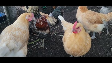 Coj peb saib lub taub wb cog 11/02/2022