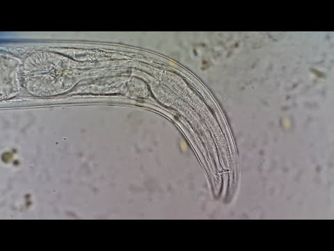 Video: Armoton Mansikan Nematodi