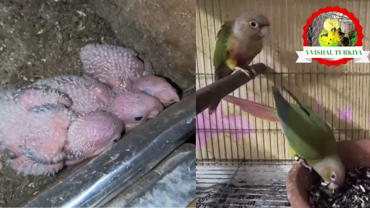 pineapple-conure-bird-breeding-pair-s-satup-in-india-blue-pineapple