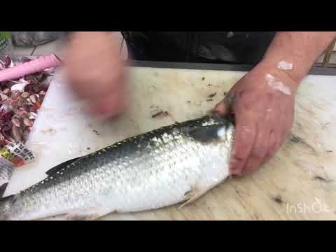 Video: Qırmızı Kefal Balığı - Kiçik Incəlik