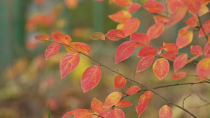 Relaxing Summer Breeze 3 Hour Sound of Wind and Leaves Rumbling