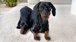 Family Diary- Gifts for pregnant Dachshund.