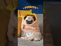 Presenting you the pugrito  pug dog halloween shorts