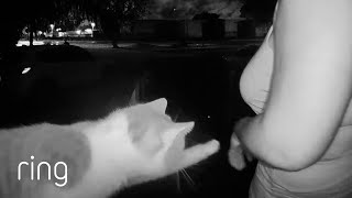 This Cat Exchanges Handshakes for Head Scratches! | RingTV