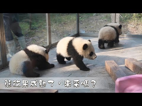 《熊貓早晚安》熊貓果成熟了，來采嗎？| iPanda