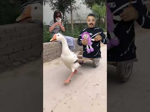 البطة البطة البطة 🦢 | duck