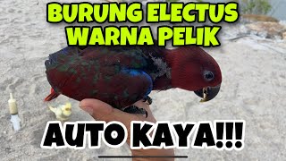 RARE  ELECTUS PARROT AT MALAYSIA/MANTAP WARNA BURUNG BRADER NI!!!