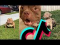 Most Badass American Bully TikTok Compilation | Dogs Of TikTok