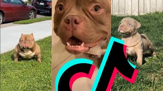 Most Badass American Bully TikTok Compilation | Dogs Of TikTok