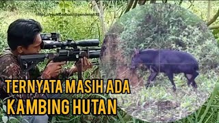 berburu kambing hutan & ayam hutan