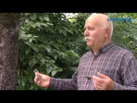 მიგრაცია ხარაგაულში