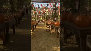 Live Oak Canyon Pumpkin Patch Walk Through