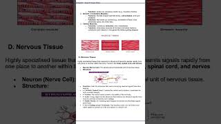 Muscular and nervous tissue 🚀#tissue #biology #cbse12thbiology #cbsenotes #endothermic #neet