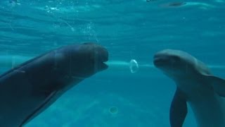 スナメリが泡リレー披露 福岡・マリンワールド