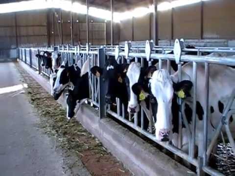 Video: ¿Son lo mismo las holstein y las frisona?