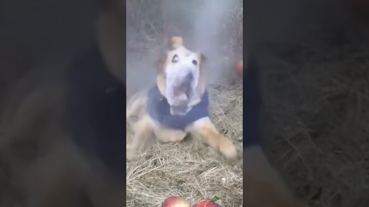 Нашли за кражу яблок😨