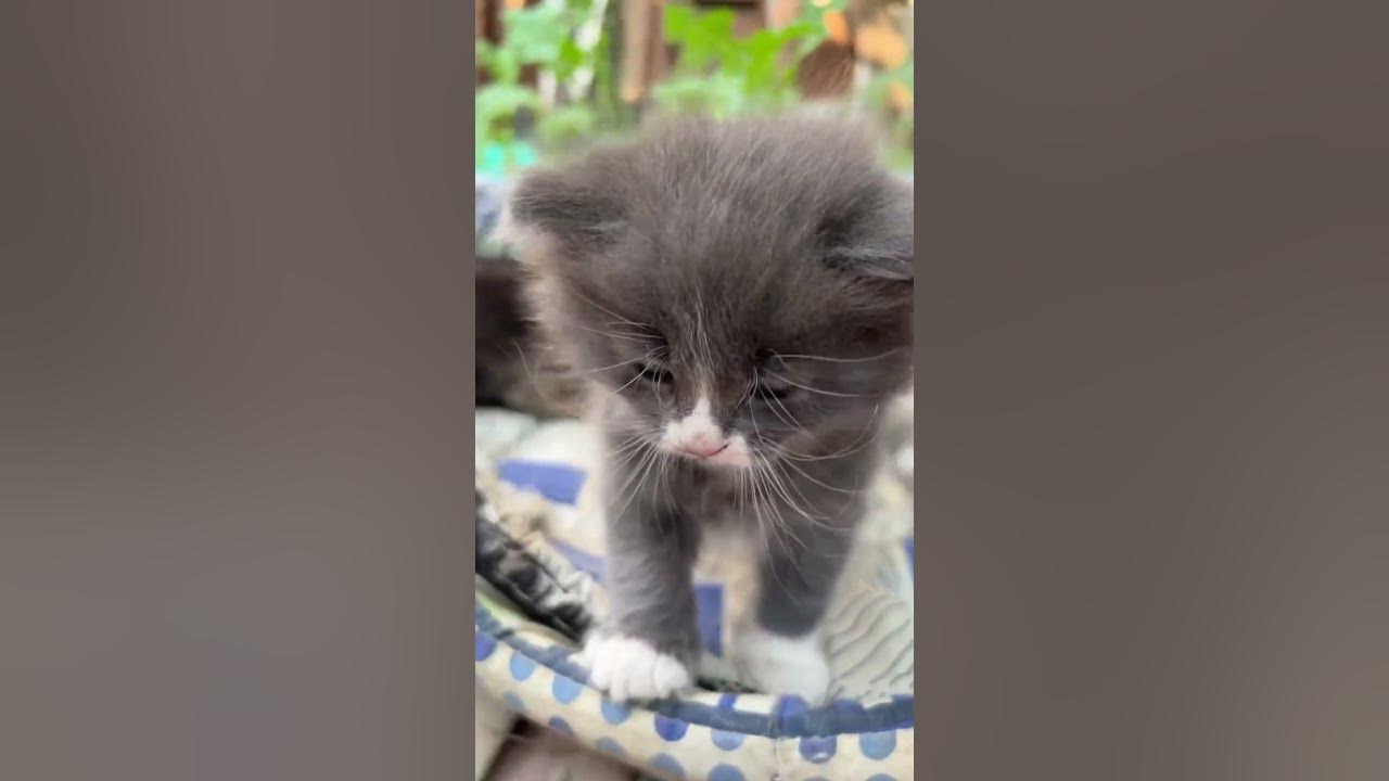 Котики милашки - YouTube