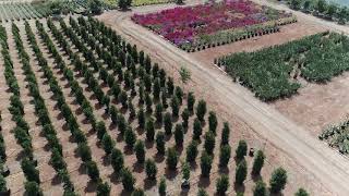 Moon Valley Nurseries Fallbrook Farm
