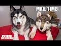 Husky Opens His Own Gifts - Gets A Wolf And More | Mail Time