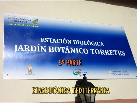 Video: Arbustos de grosella espinosa: mortal para los gansos y otras mascotas