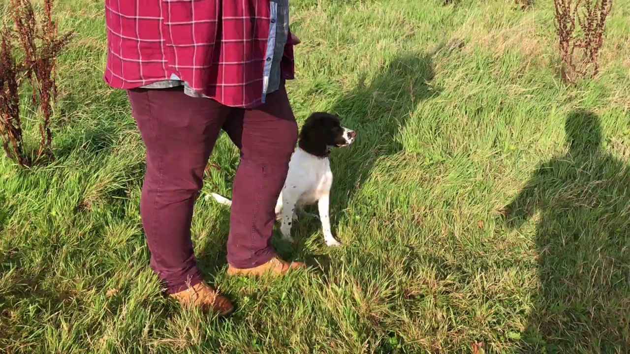 Springer Spaniel Puppy Gundog Training to Retrieve a Dummy - YouTube