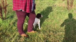 Springer Spaniel Puppy Gundog Training to Retrieve a Dummy
