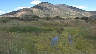 Delicate Vernal Pools Restored In San Diego County