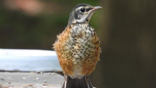 An American Robin fledgling enjoys one of his first baths ever!