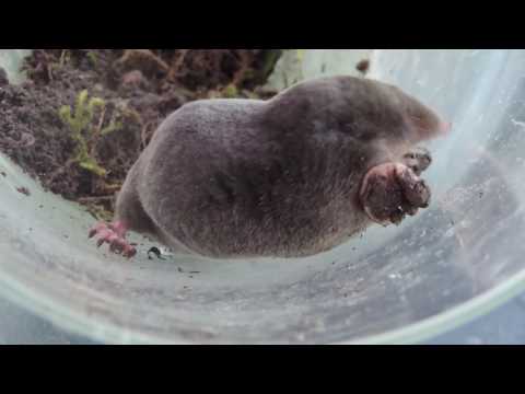 Help, een mol in de tuin (en in een glazen pot)! Overleeft hij het?