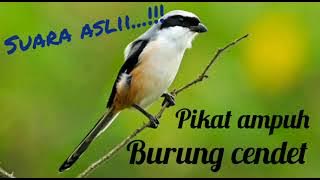 Suara pikat burung cendet. Burung cendet auto berdatangan