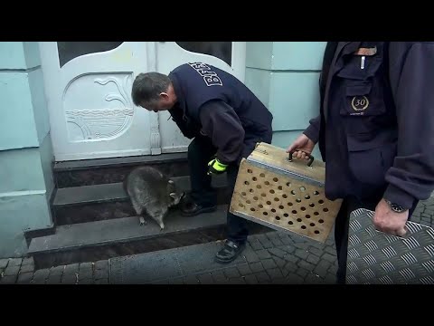 Video: Waschbär und Zuckerwatte: ein mysteriöses Verschwinden