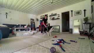 Trix training with Storm. by The dancing Border Collies 128 views 1 year ago 5 minutes, 44 seconds