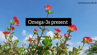 Portulaca Umbraticola Plants Oclockplants