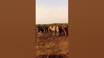 492* ماتيسر من سورة مريم # ياسر الزيلعي #