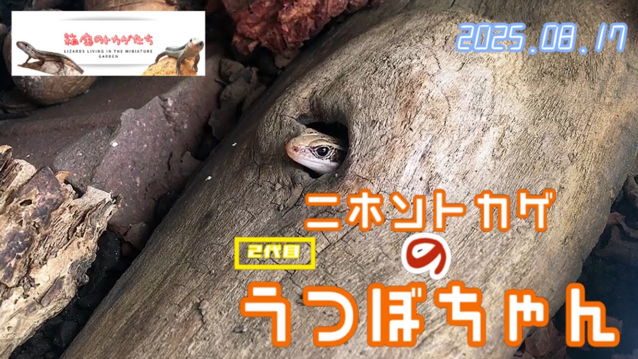 【ニホントカゲ】2代目うつぼちゃん育成中とカナヘビを少しだけ撮影 2025.08.17☔️【かわいいトカゲ】